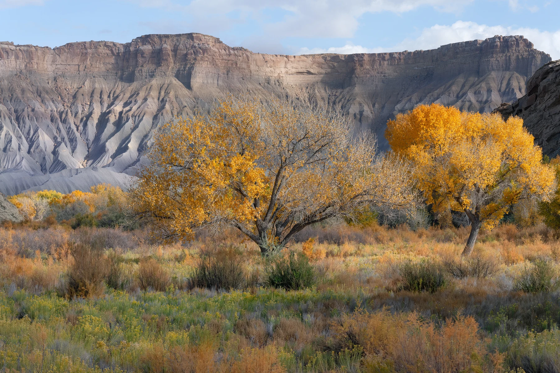A small yellow-leaved tree stands among grasses and low shrubs before a broad gray mesa cut by deep erosion channels, under a pale blue sky.