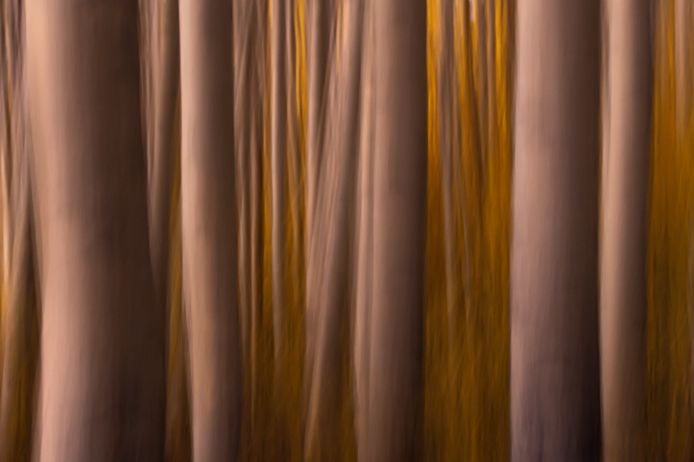 Blurred tree trunks form broad vertical bands of tan, gray, and brown, with narrow streaks of golden foliage and dark shadows filling the spaces between them.