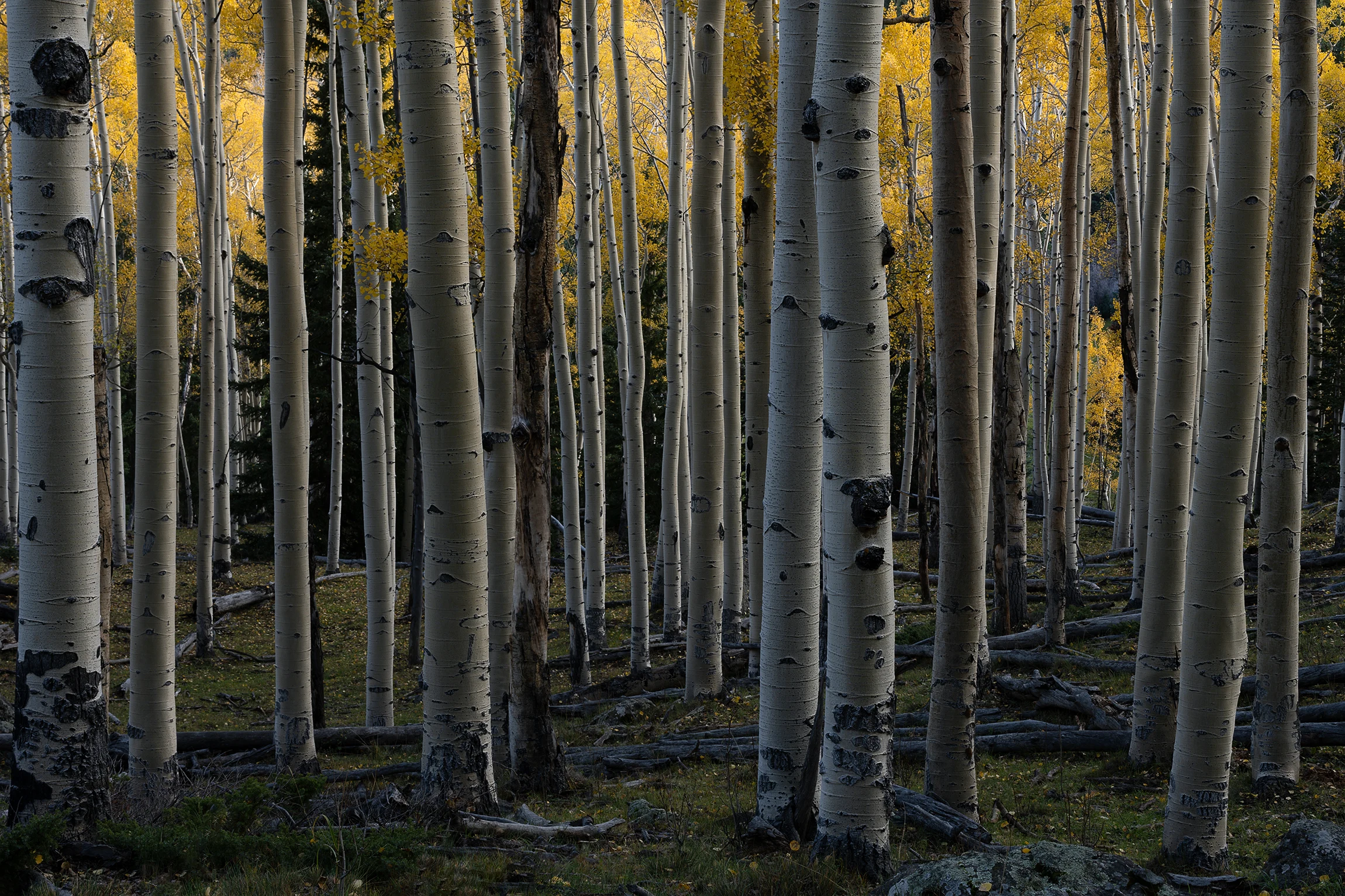 Golden light filtering through a dense grove of pale aspen trunks in Fishlake National Forest