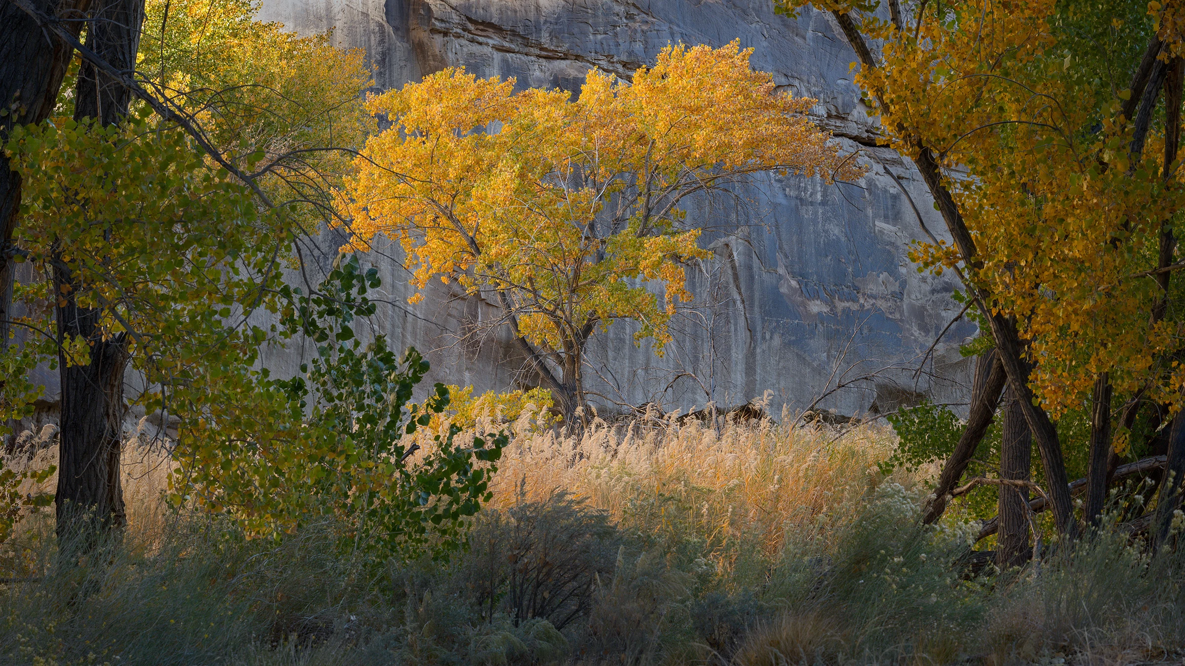 Golden leaves on a small tree catch the light beside taller shaded trees and dry grasses, with a gray rock wall rising behind them.
