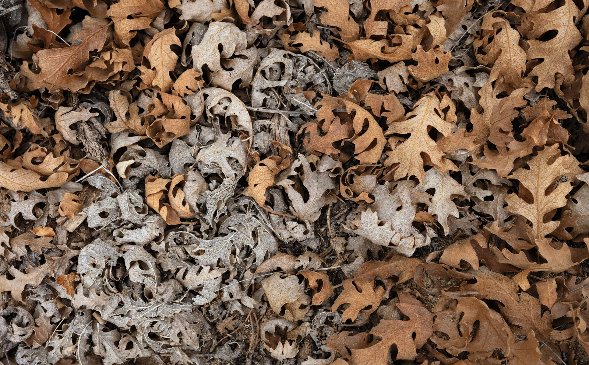 Weathered bighorn sheep skulls and curled leaves form a natural pattern.