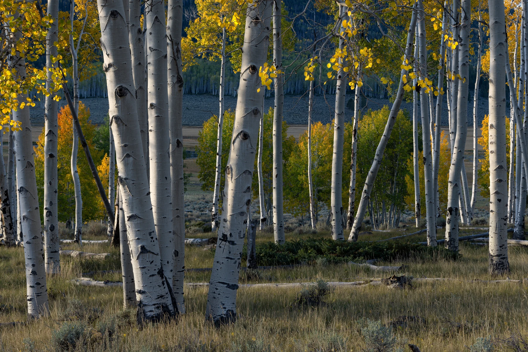 A forest with layers of trees and foliage.