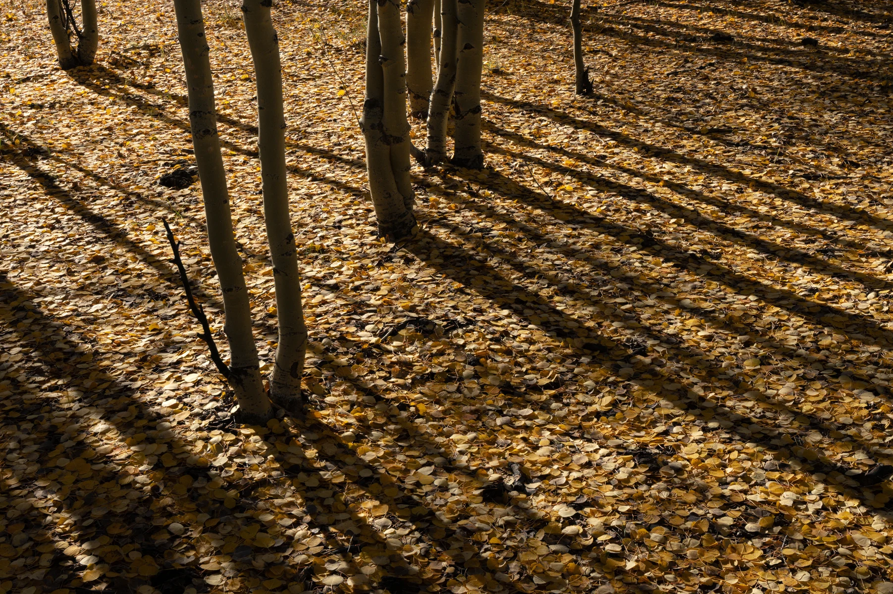 Long aspen shadows crossing a forest floor covered in golden autumn leaves