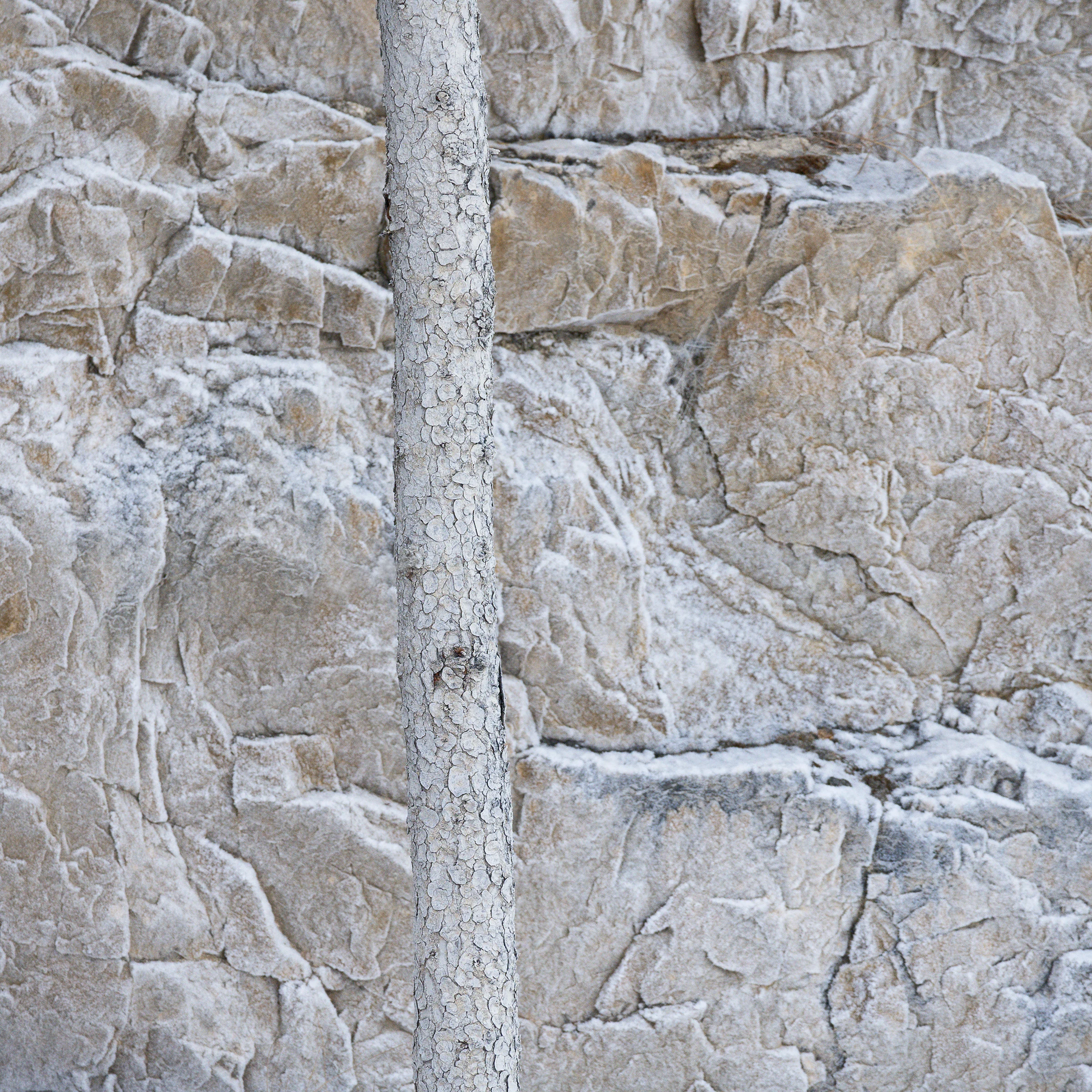 Pale tree trunk and textured rock wall in muted winter tones.