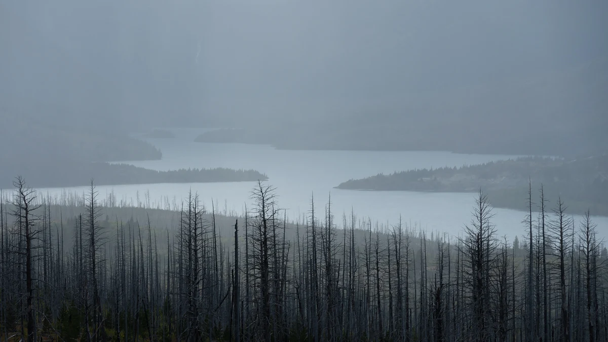 A quiet lake bordered by a natural shoreline in soft mist.