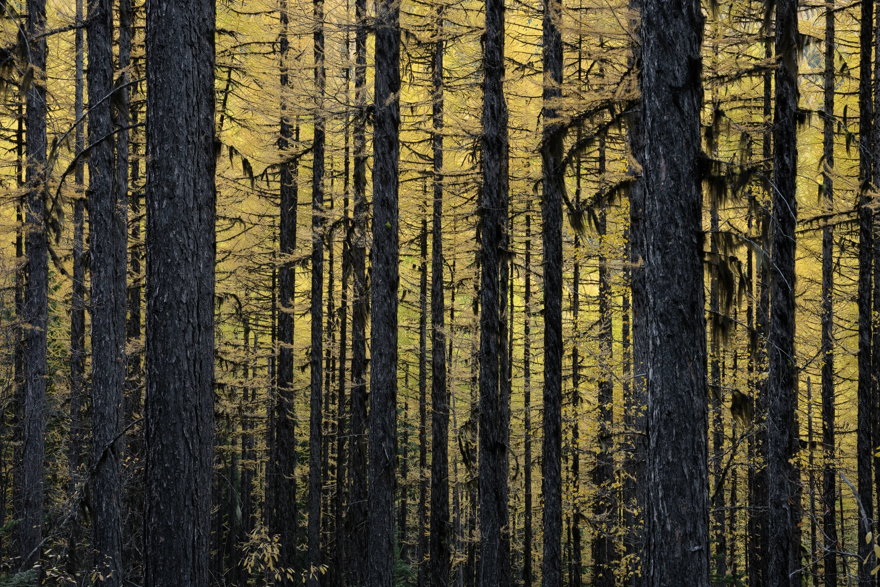 A forest with layers of trees and foliage.