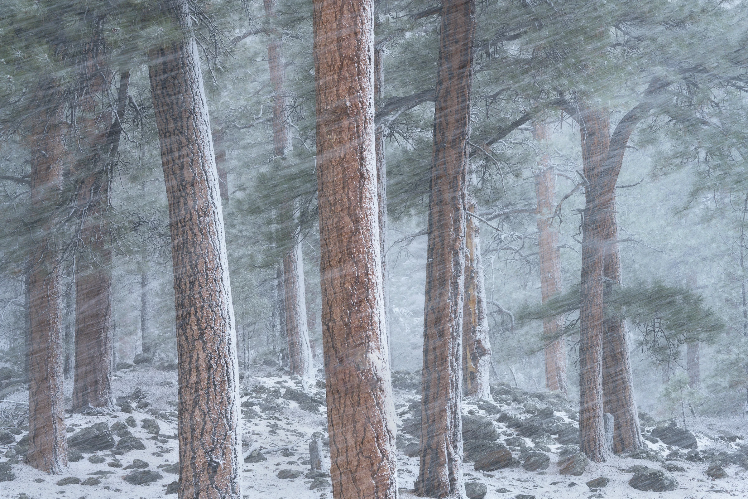 Tall pine trunks rise above a rocky, snow-covered forest floor as windblown snow streaks diagonally through green branches, partially obscuring the trees behind them.