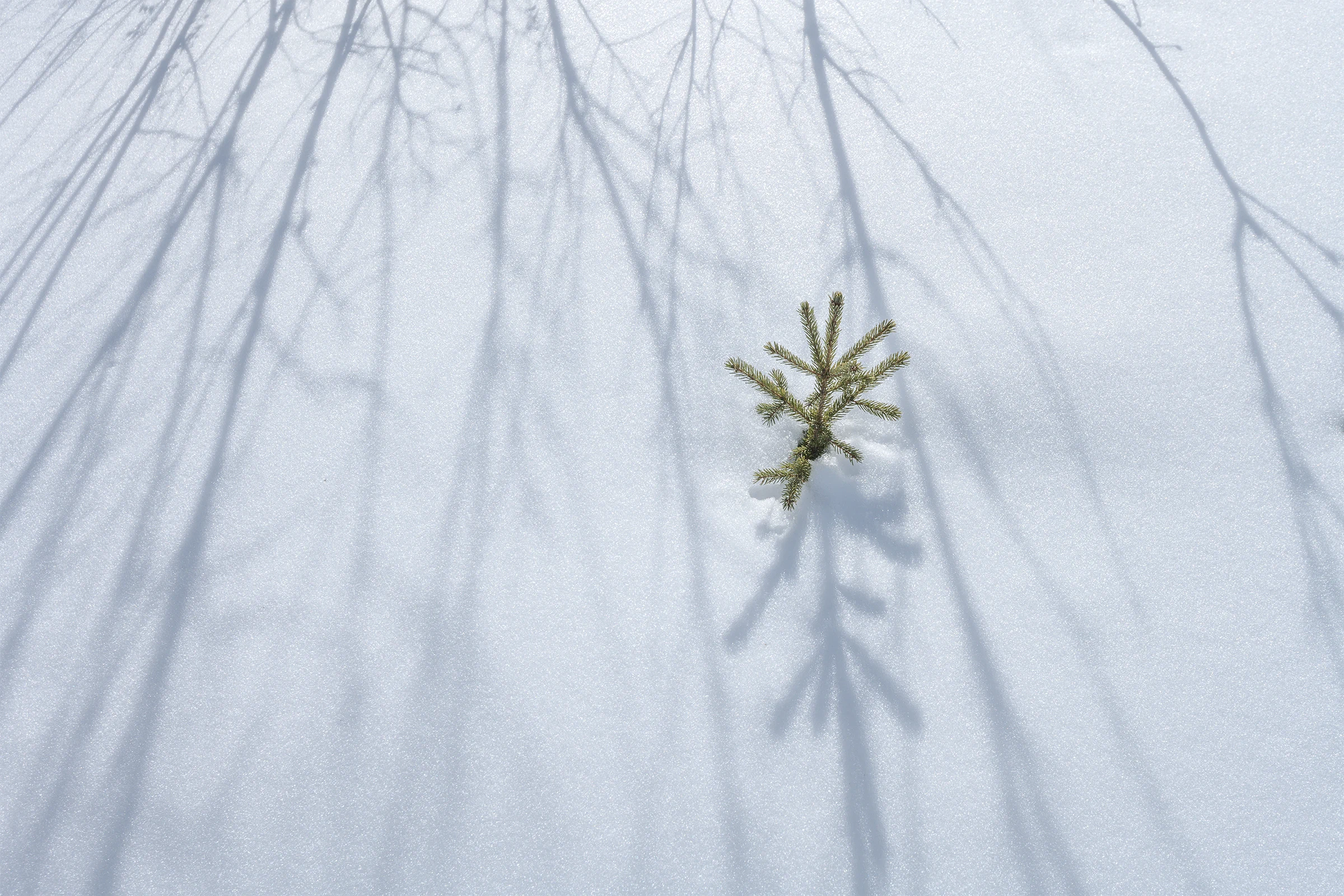 Tiny pine casting long blue shadows across white snow.