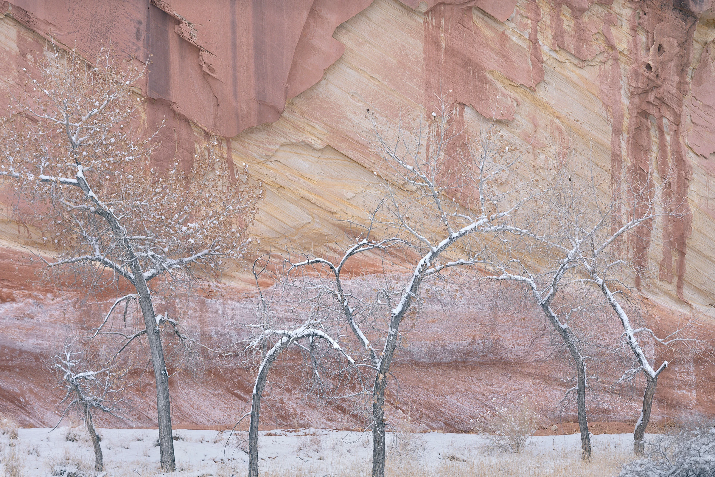 Snow rests on the twisting branches of mostly bare trees beneath a sandstone cliff, where broad pink and cream bands angle across the rock above a lightly snow-covered floor.