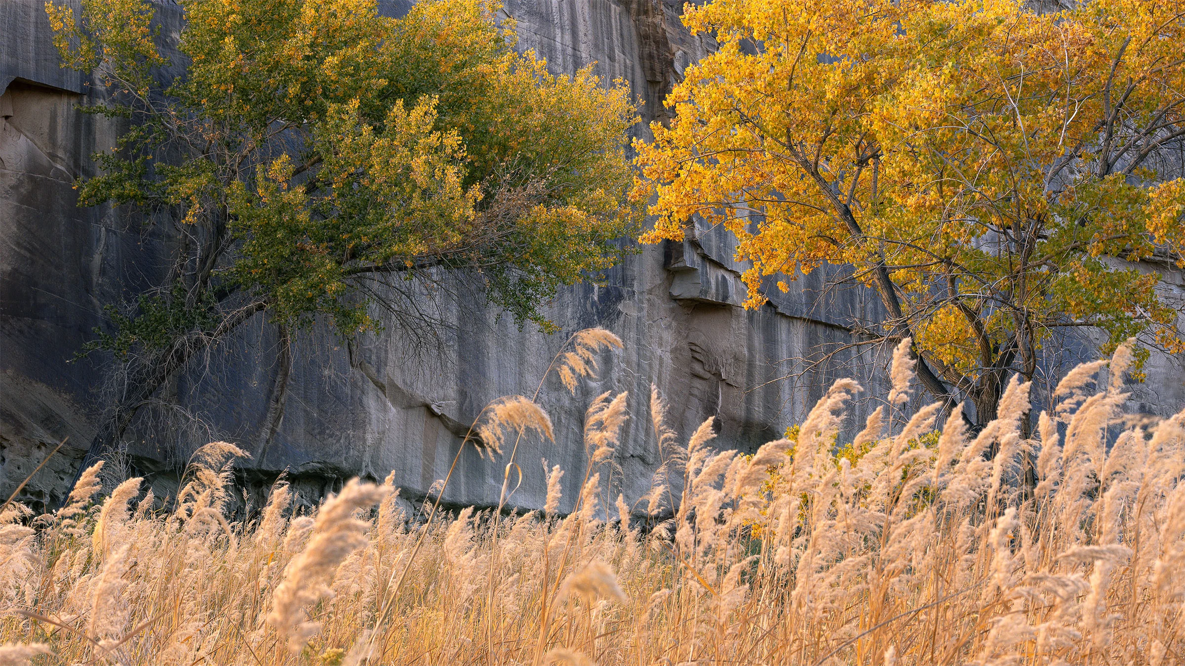 Soft golden grasses fill the foreground below yellow-leaved trees, set against a sheer gray rock wall with dark crevices and layered stone.