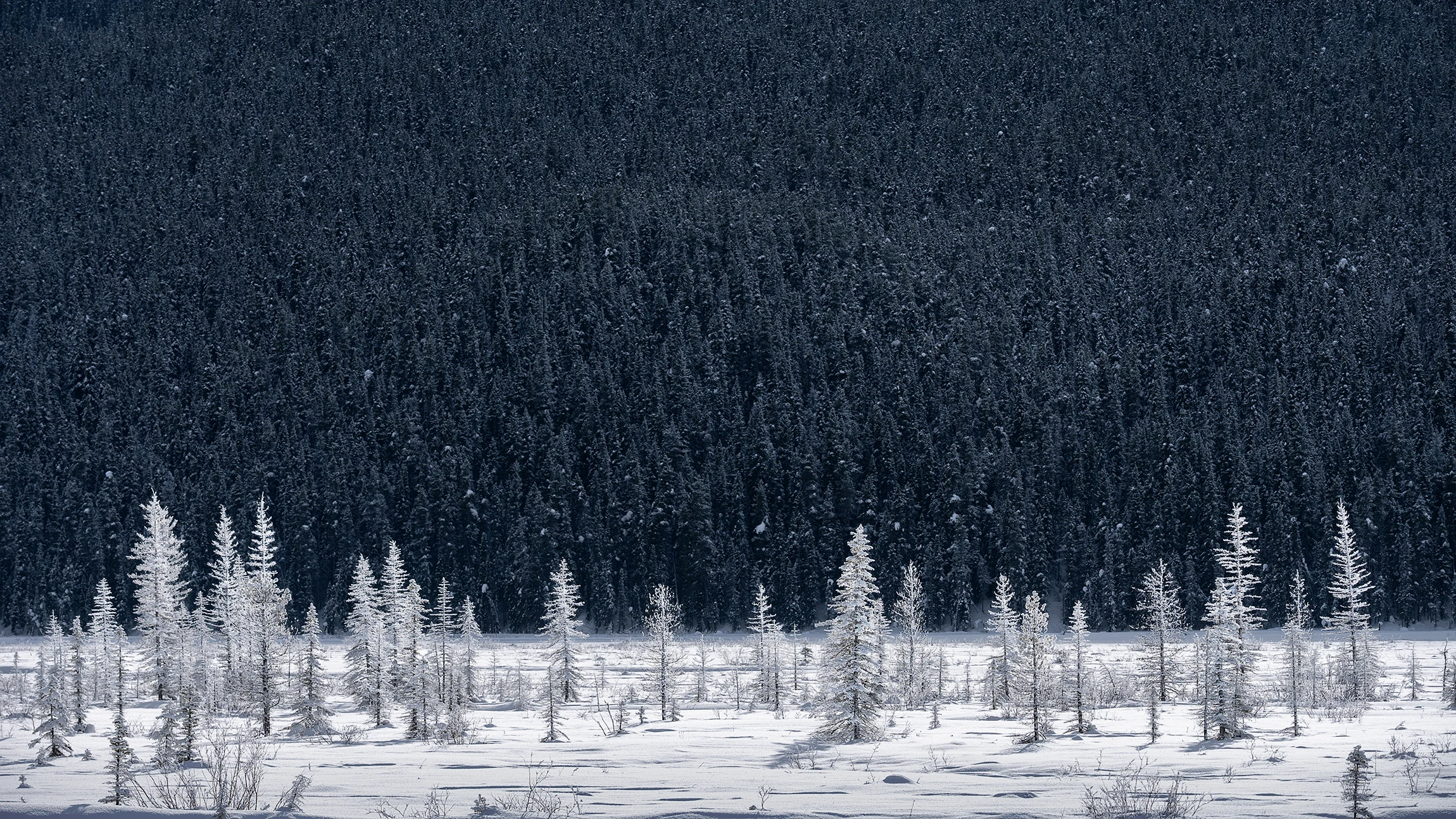 Dark winter forest above a line of snow-covered trees.