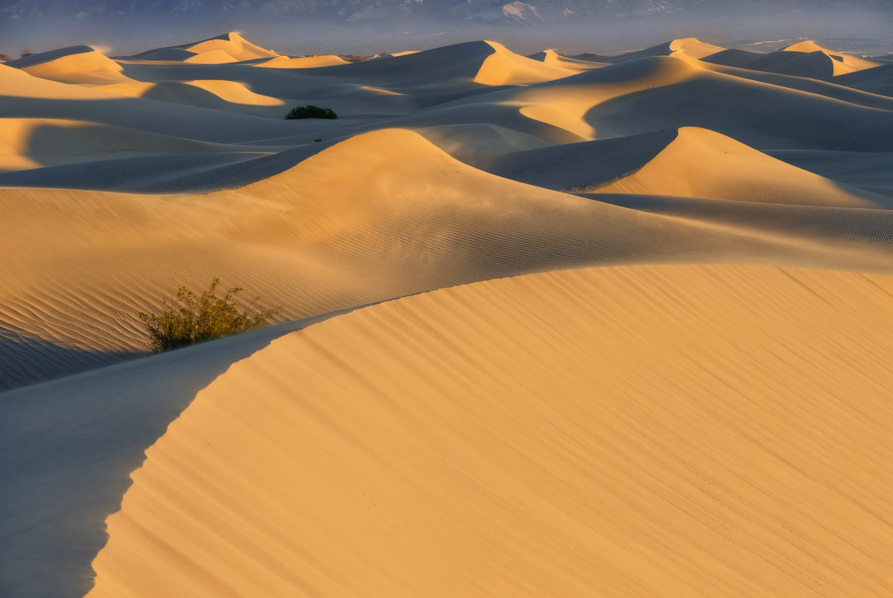 Sea of Shifting Dunes