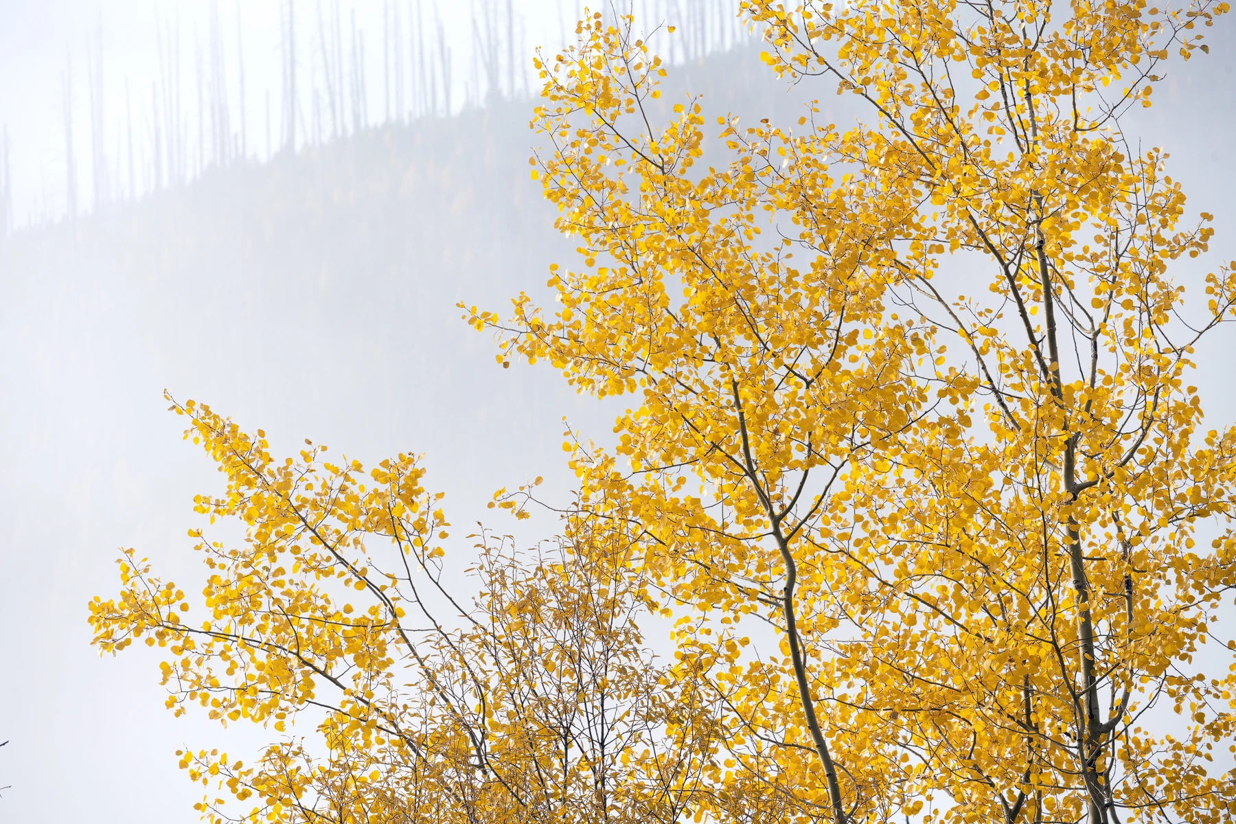Sunlit golden larches rise against a dark forested hillside.
