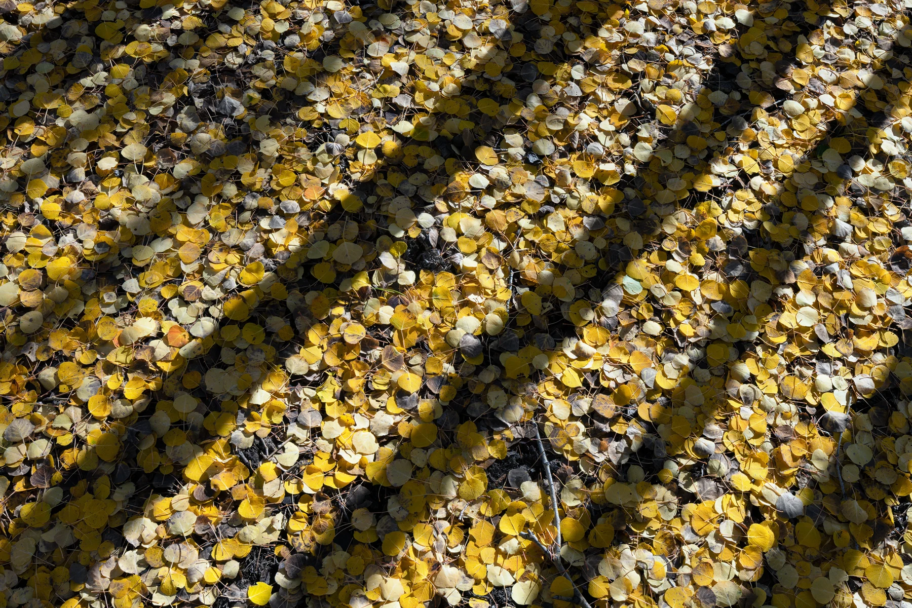 An intimate nature study of leaves, light, and natural pattern