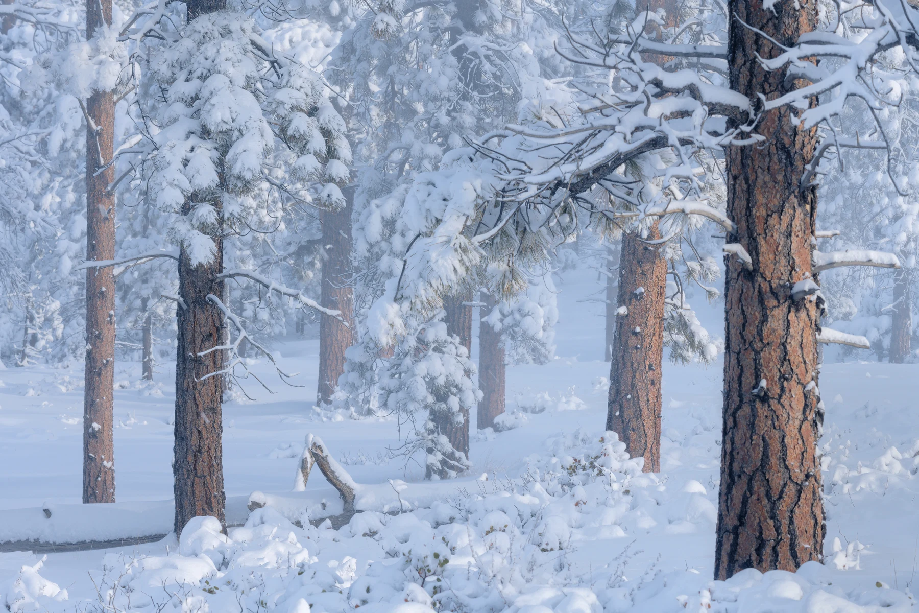 Snow blankets the ground and weighs down evergreen branches in a dense forest, with rough brown trunks rising through pale blue shadows and a large trunk framing the right foreground.