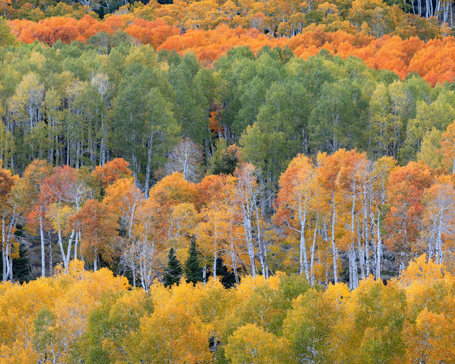 Layered bands of green, gold, and orange aspens across a Utah mountainside