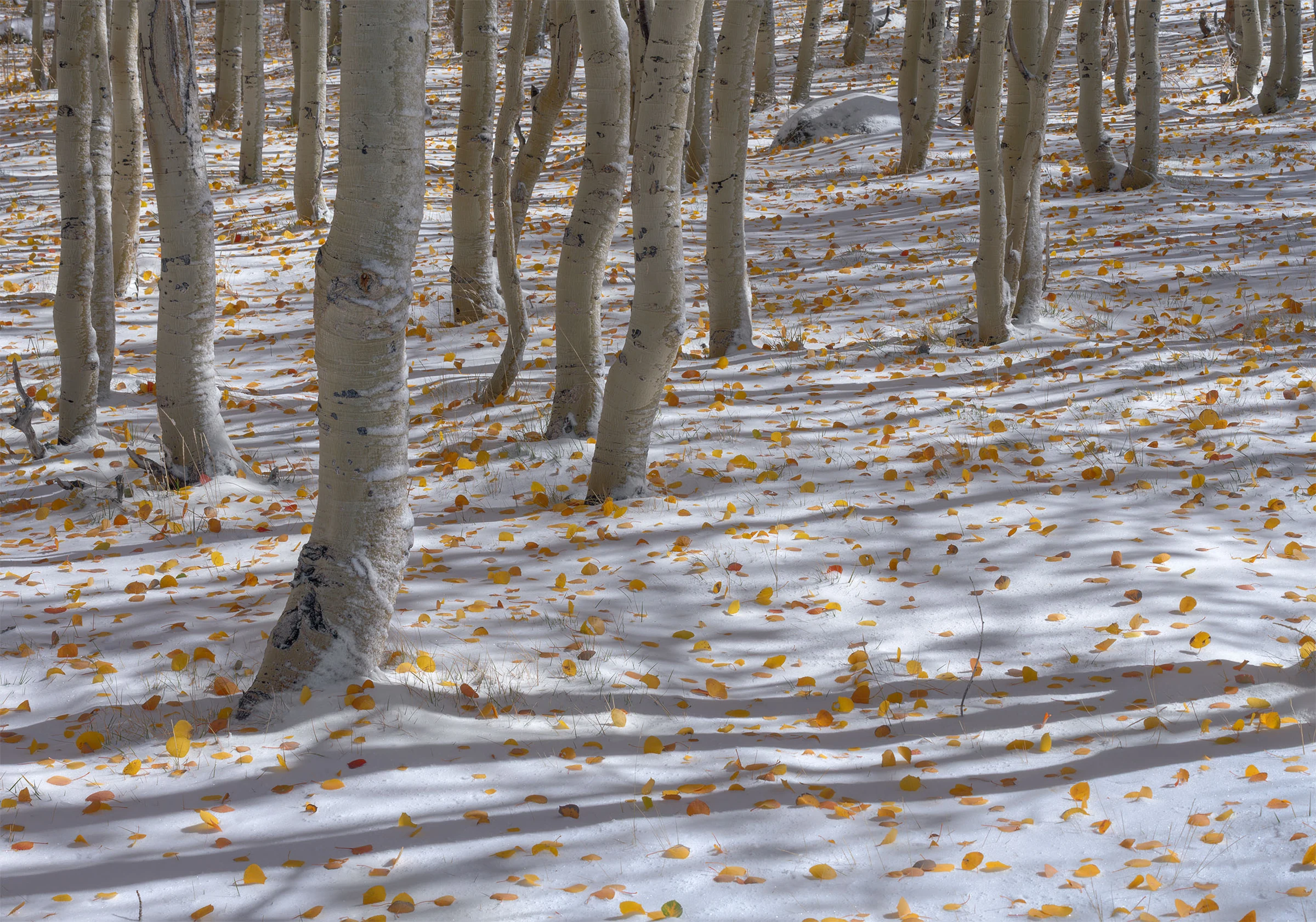 An autumn forest with layers of trees and foliage.