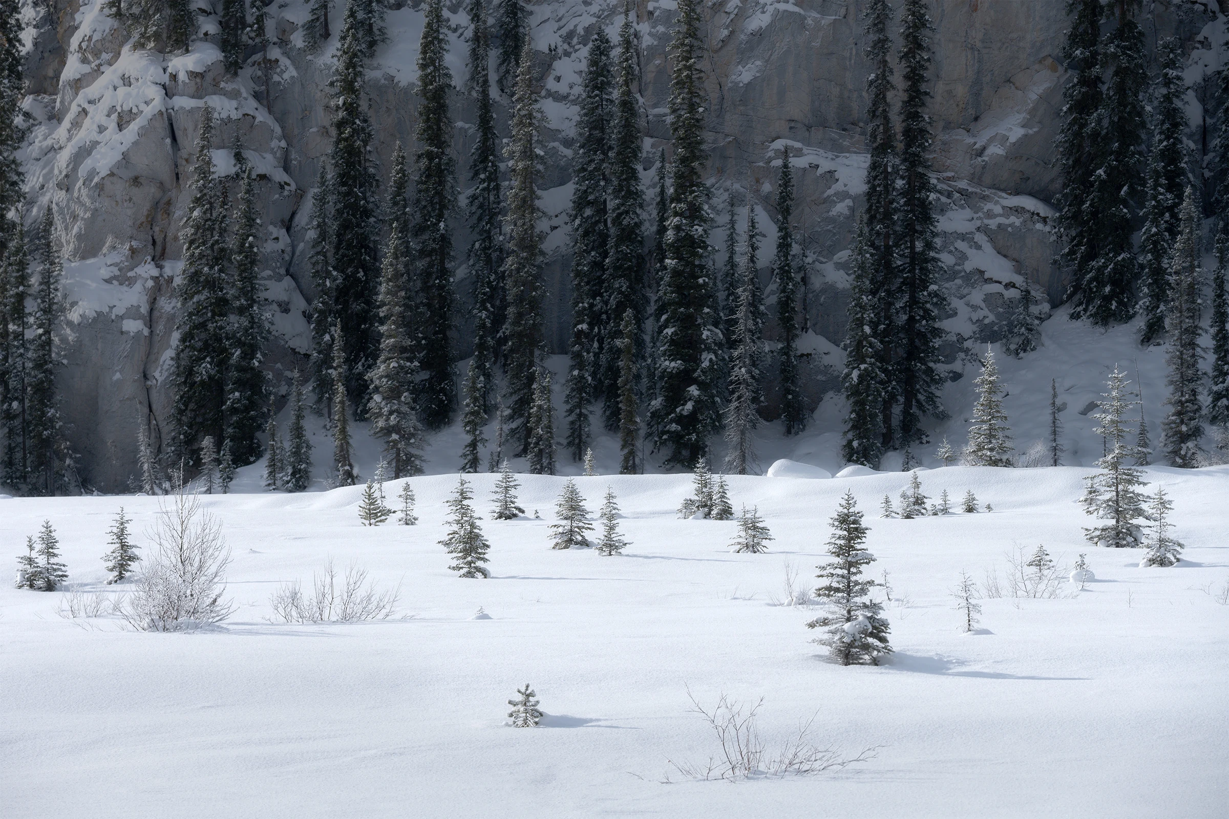Snowy forest clearing with small evergreens and dark tree line.