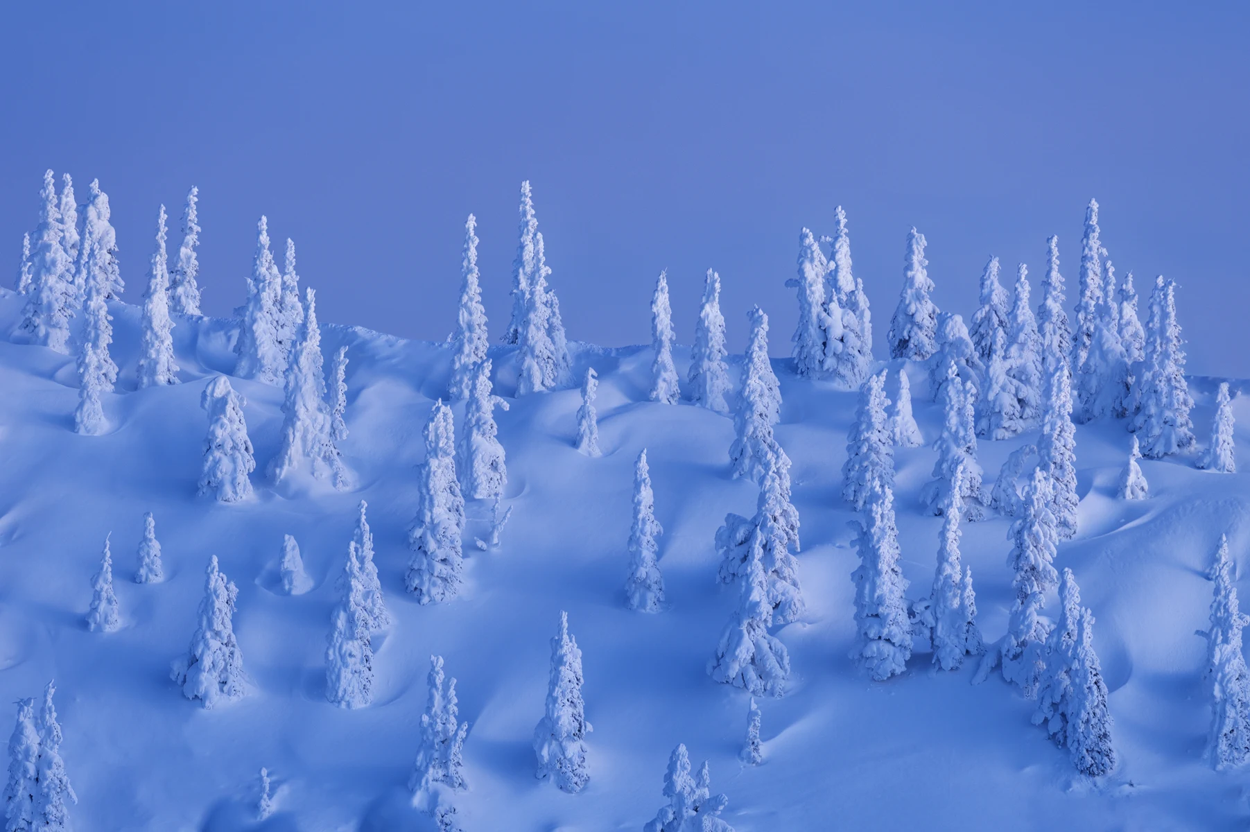 Snow-covered forest rising from deep winter drifts near Bryce Canyon
