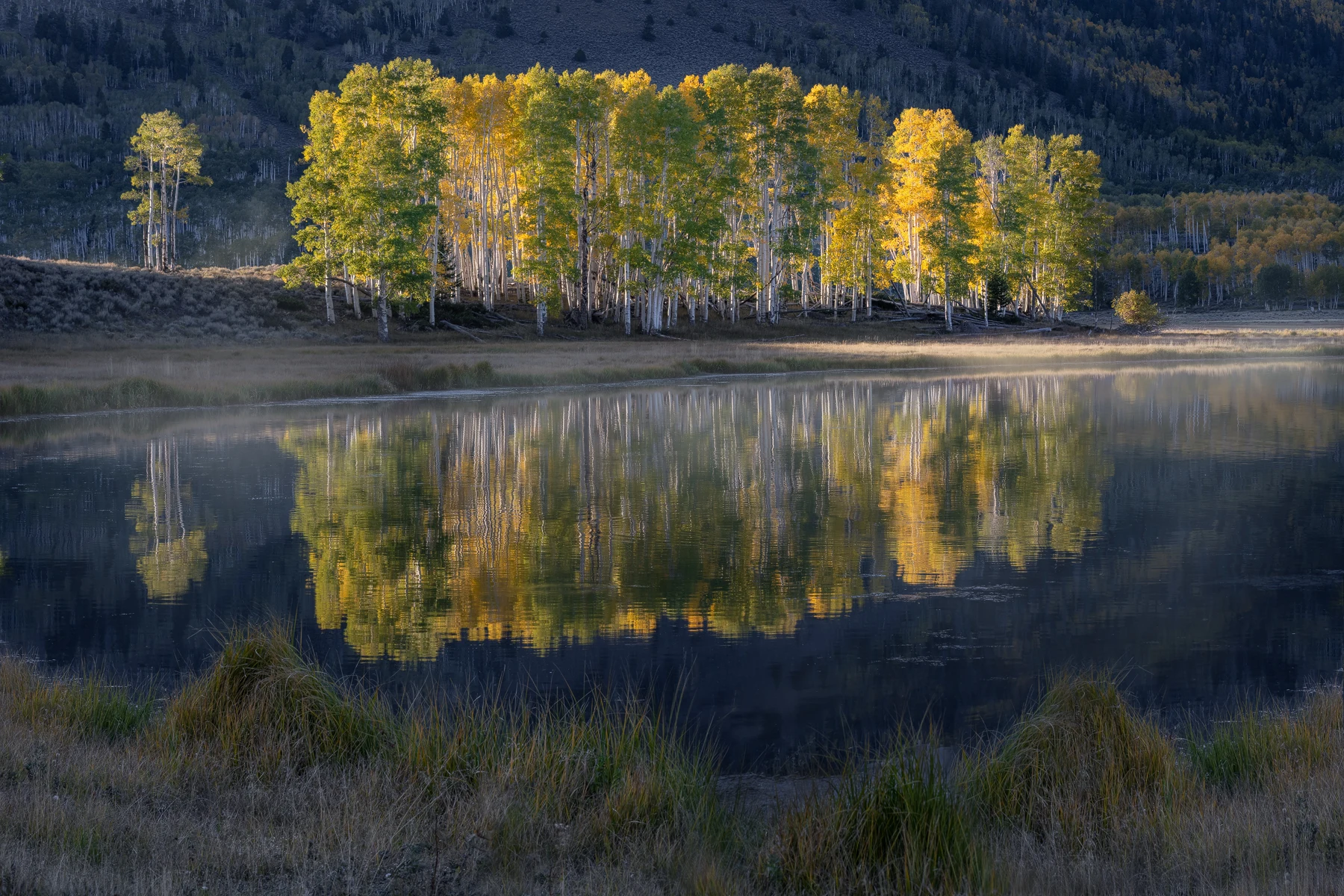 Golden aspens and morning mist reflected in a mountain lake in Fishlake National Forest