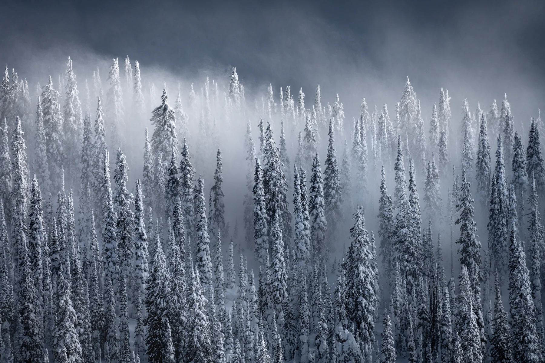 Snowy forest forms disappearing into gray-white mist.