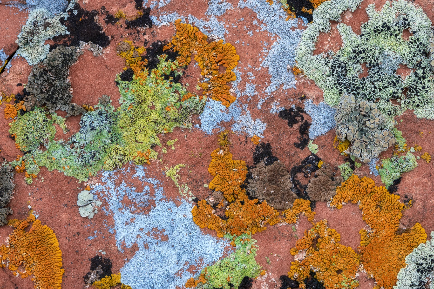 Colorful lichen patterns on a rock surface.