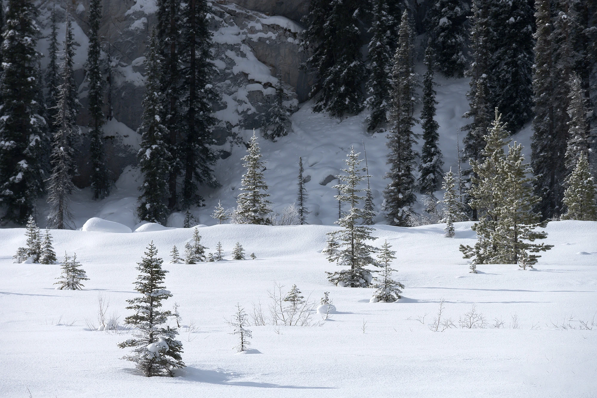 Small evergreens scattered across a quiet snowy forest clearing.