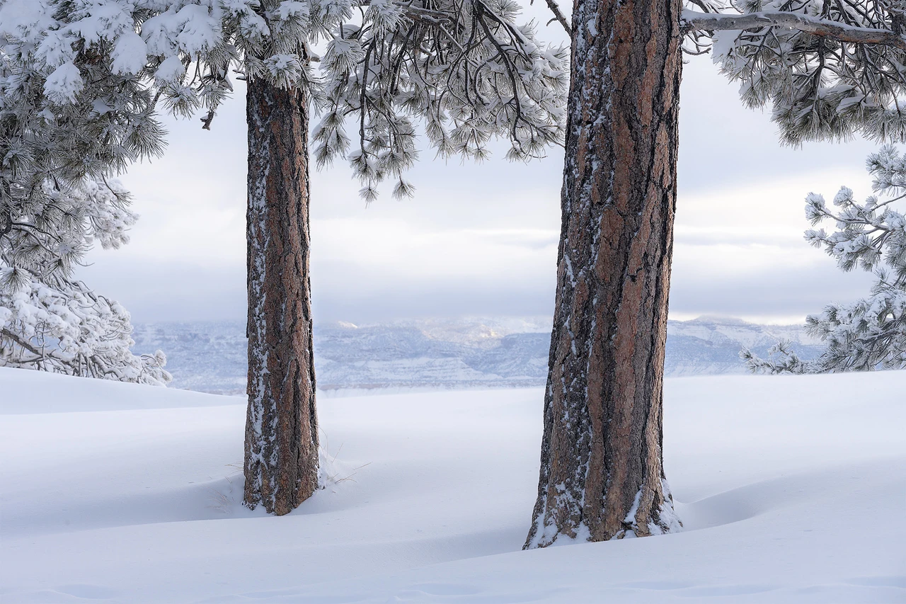 Warm winter light illuminating Bryce Canyon hoodoos above fresh snow