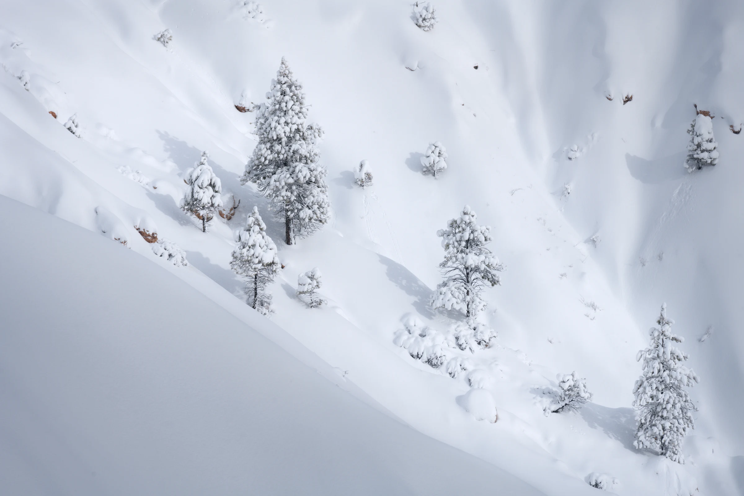 Snow-laden evergreen trees dot a steep, deeply snow-covered slope, casting soft blue-gray shadows across rounded drifts, with scattered exposed rocks and a smooth diagonal snowbank filling the foreground.
