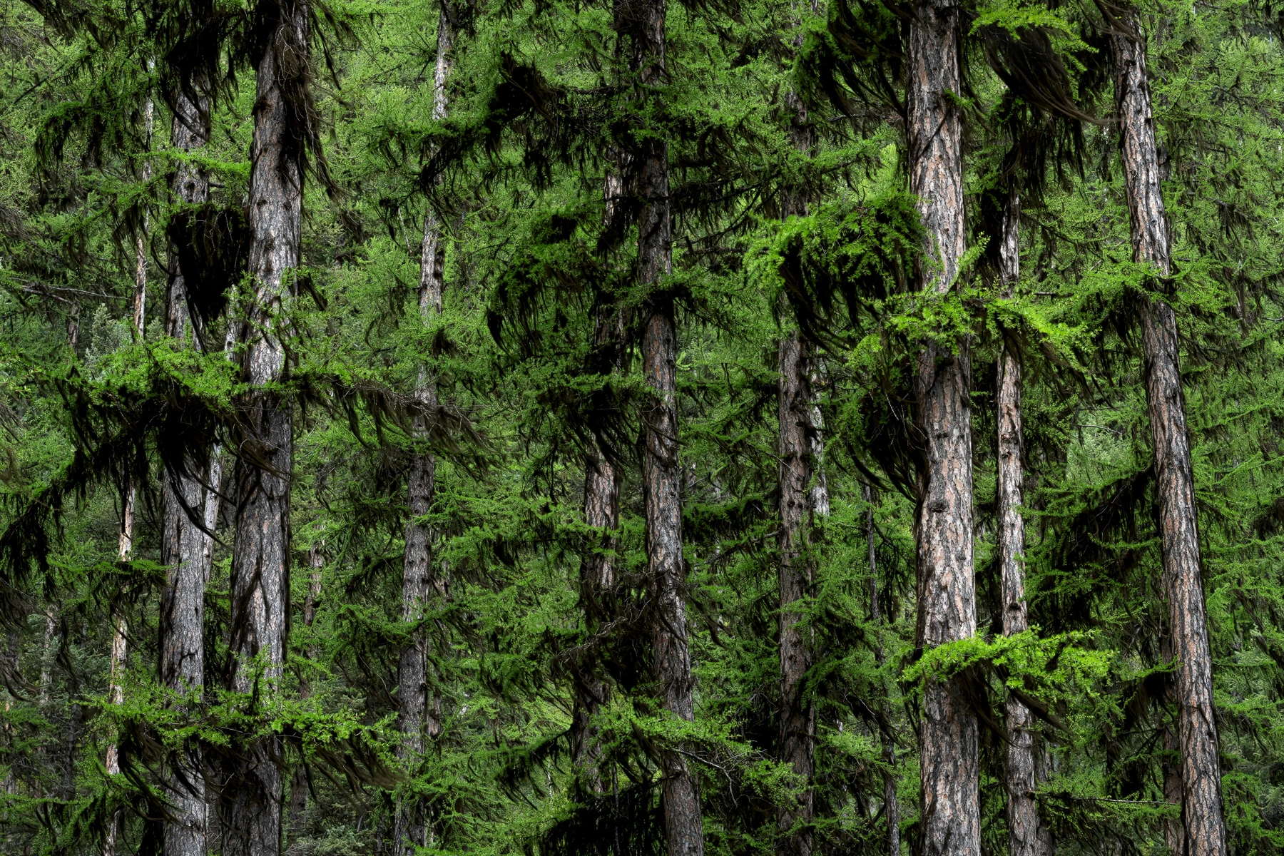 A forest with layers of trees and foliage.