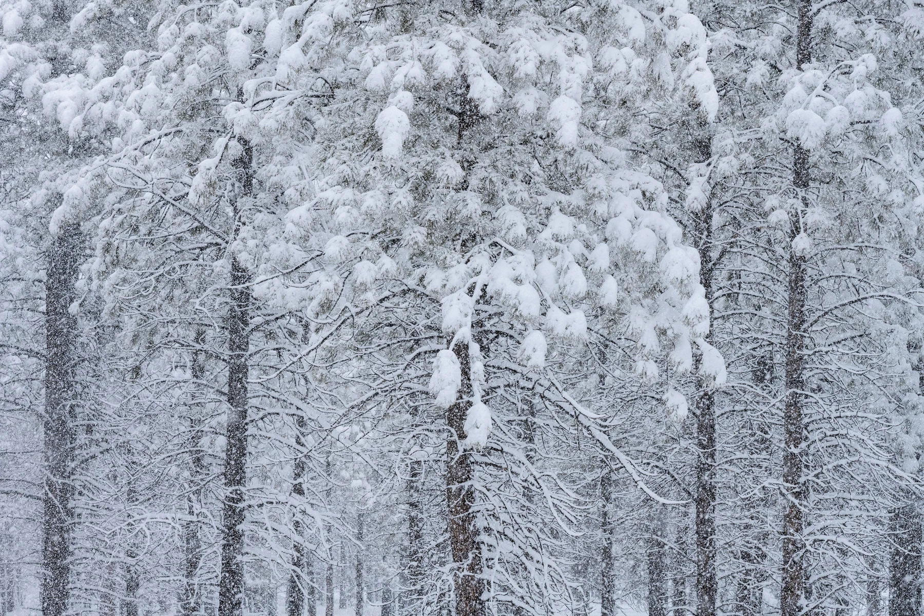 Dense forest trees fill the frame as falling snow veils dark trunks and interlacing branches, with thick clumps of white snow weighing down the evergreen foliage.