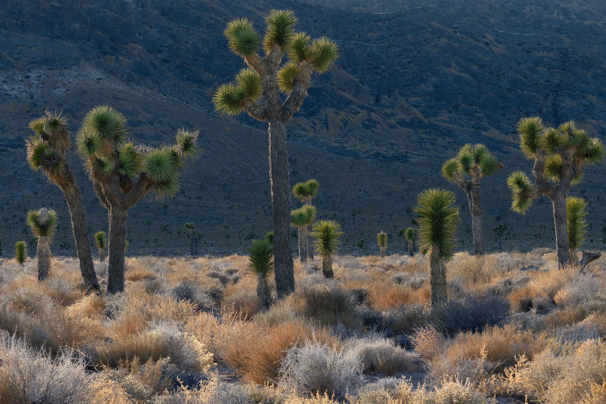 Joshua trees with branching trunks and dense tufts of spiky green leaves rise above sunlit gold and gray desert shrubs, with a tall central tree framed against dark, rocky mountain slopes.