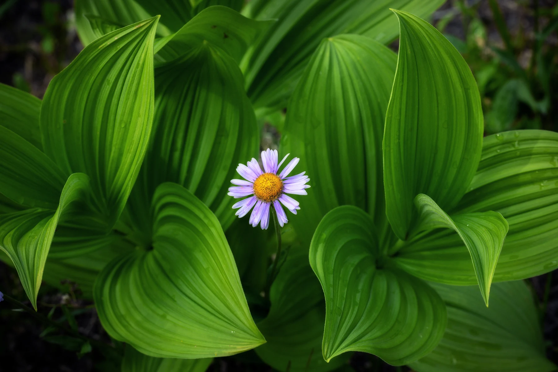 Colorful wildflowers and foliage fill a natural landscape.