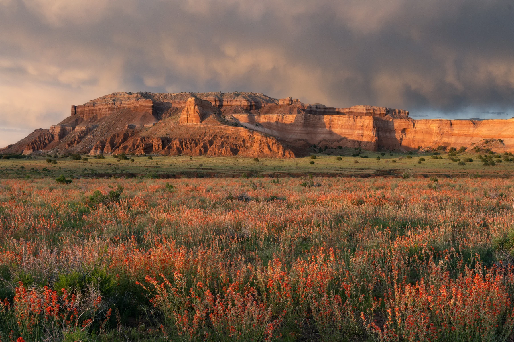 Explosion, wildflowers blooming beneath a colorful sunset in Capitol Reef National Park