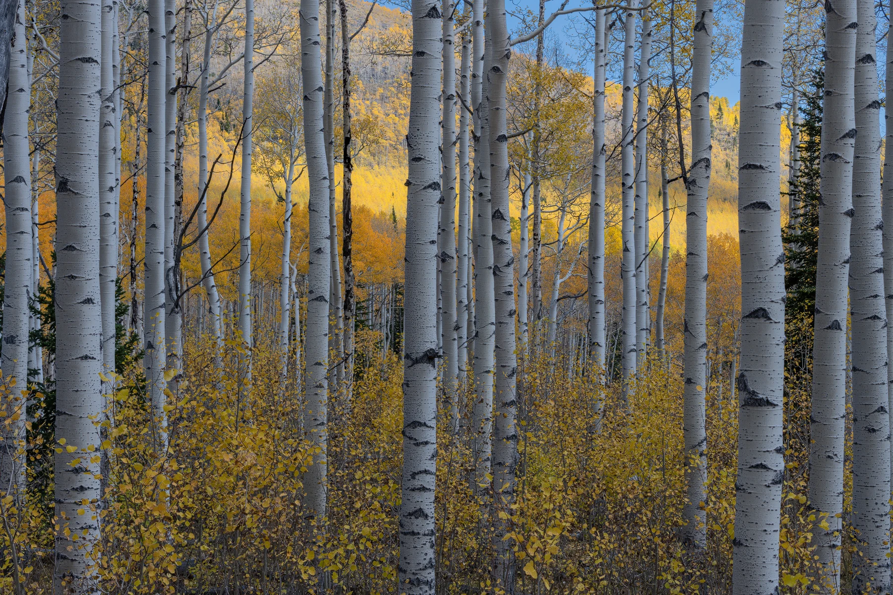Surrounded — golden aspens among cool-toned trunks and blue sky