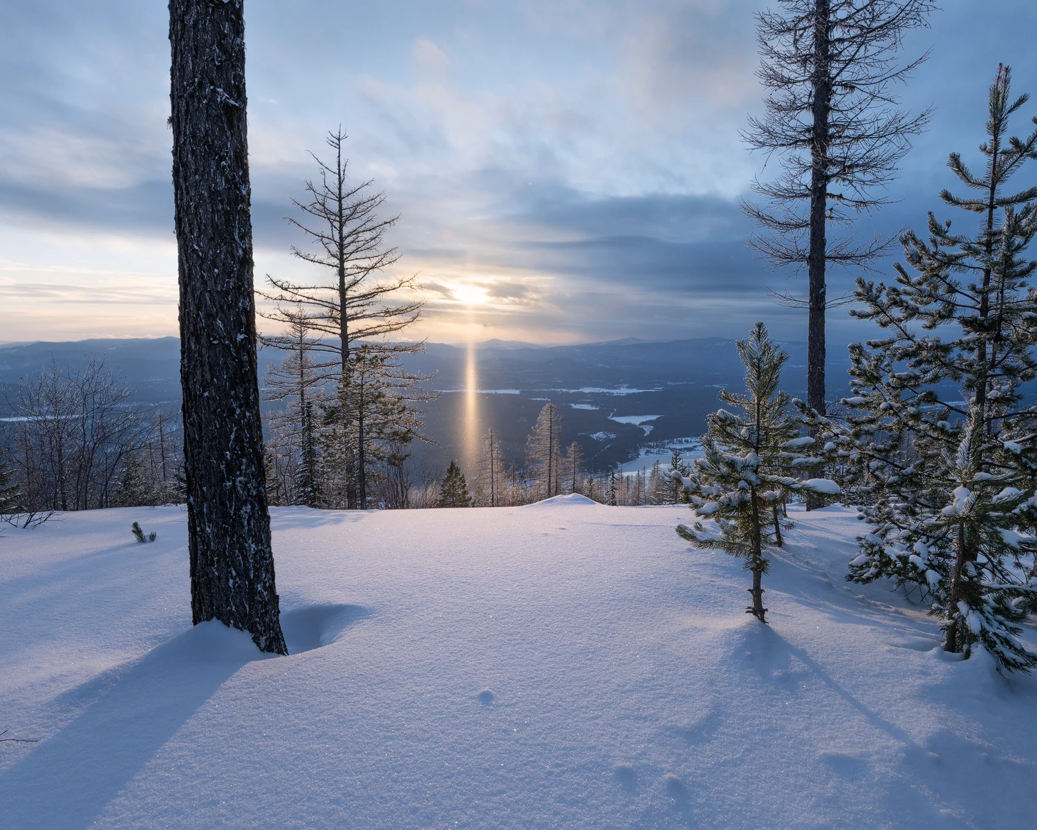 A snow-covered forest with layers of trees and foliage touched by soft light.