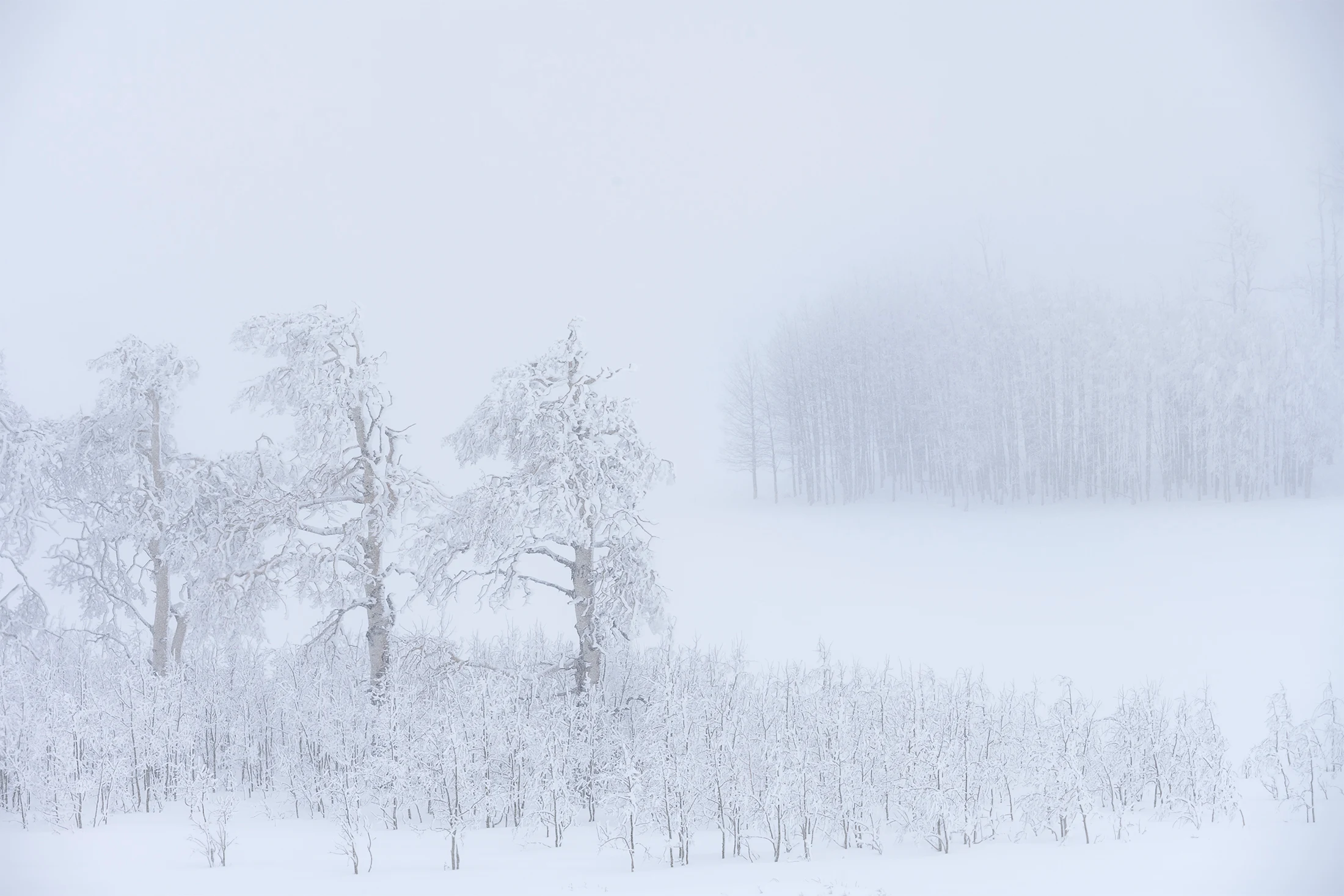 Snow-coated trees rise above dense foreground shrubs on the left, while a distant stand of slender trunks fades into pale blue-gray mist across an open expanse of snow.