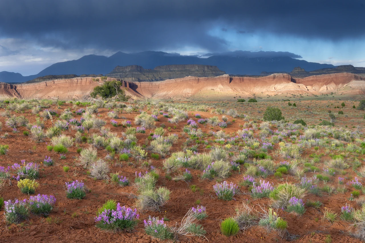 Spring wildflowers beneath sandstone cliffs and storm light in Southern Utah