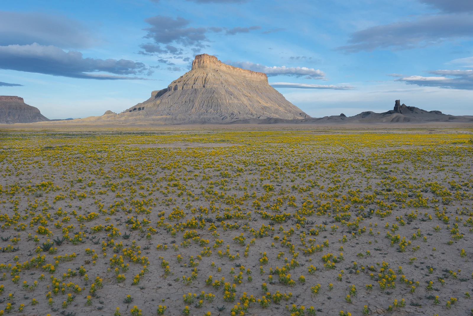 Wildflowers blooming beneath Factory Butte in Southern Utah