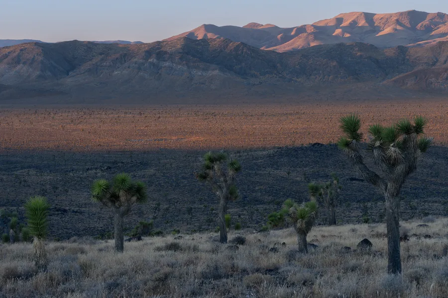 Branching trees with spiky green crowns rise from dry grass and scattered rocks above a broad desert valley, with layered mountain ridges catching warm pink light beyond the shadowed foreground.