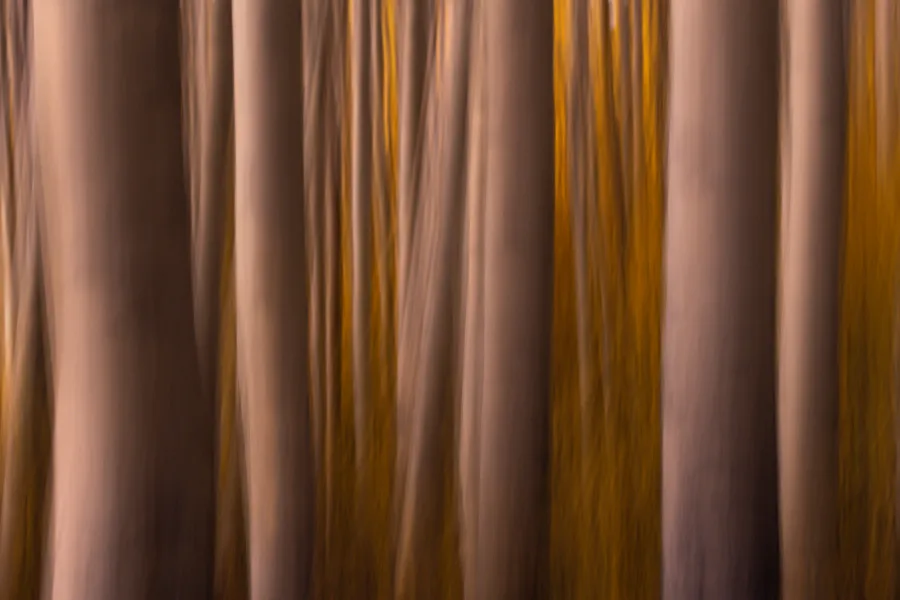 Blurred tree trunks form broad vertical bands of tan, gray, and brown, with narrow streaks of golden foliage and dark shadows filling the spaces between them.