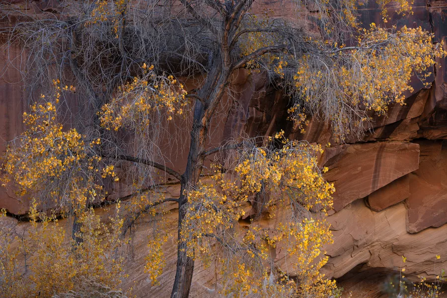 Golden aspens glow against layered red canyon walls.