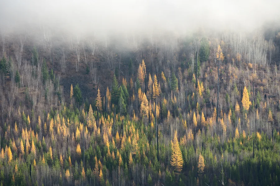 A misty evergreen forest with layers of trees and foliage.