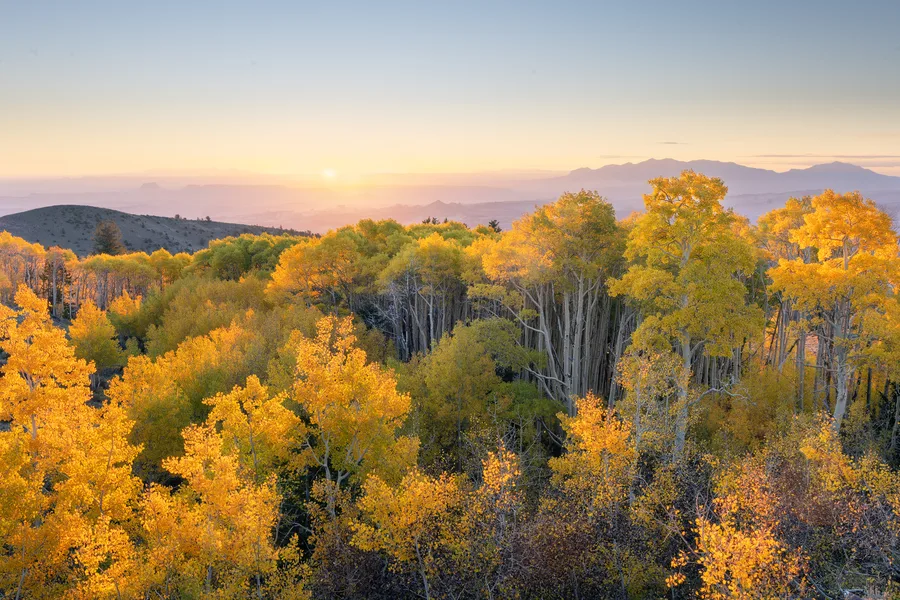 Sunset light over rolling hills filled with golden autumn trees.
