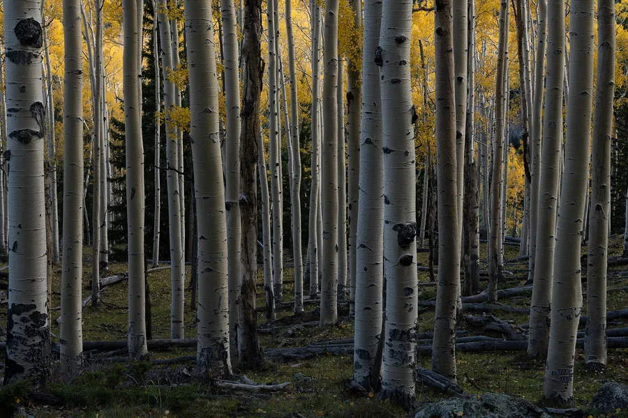 An autumn forest with layers of trees and foliage.