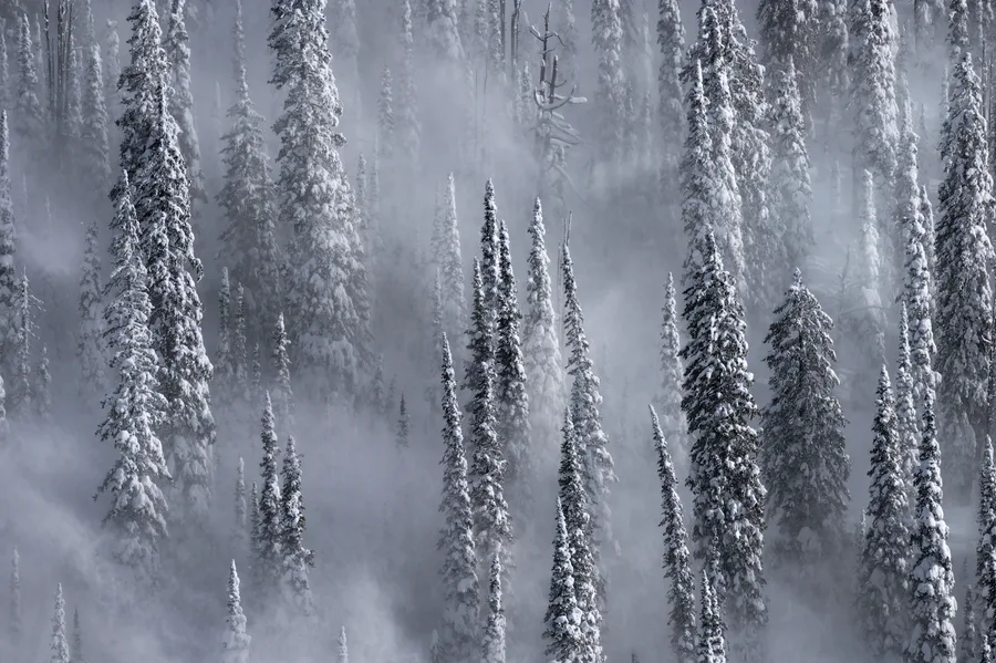 Snowy forest trees emerging through gray mist.