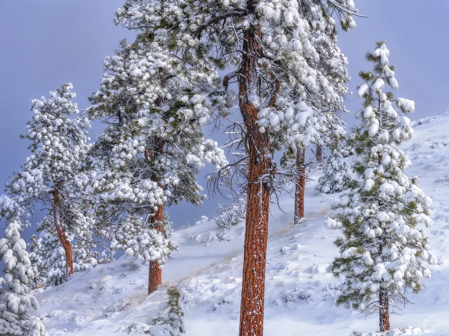 A snow-covered landscape with rolling terrain beneath a quiet sky.