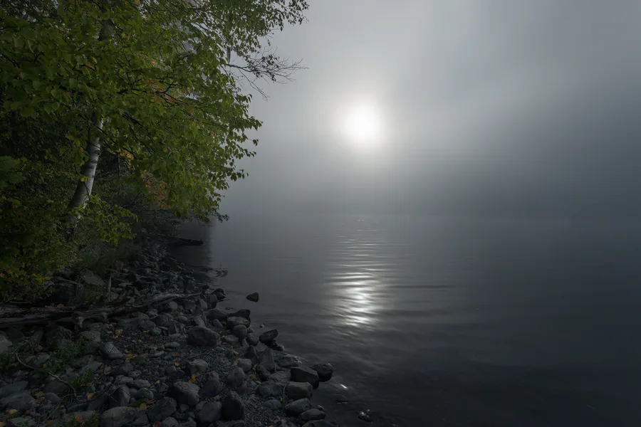 A shoreline tree frames a pale sun reflected on a fog-covered lake.