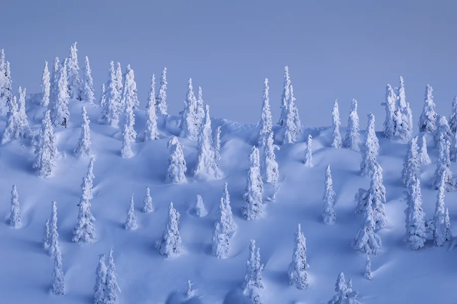 Blue snow ghost trees under a clear winter sky.