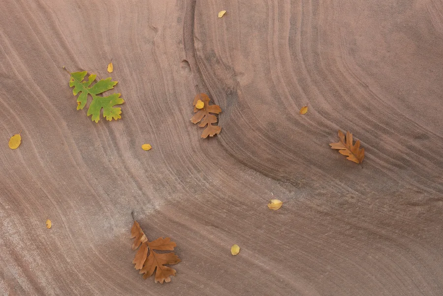 Small autumn leaves resting on smooth sandstone.